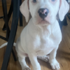 American Pitt Bull Terrier Puppy For Sale – Lady